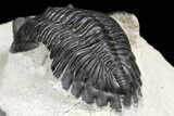 Detailed Hollardops Trilobite - Visible Eye Facets #154197-5